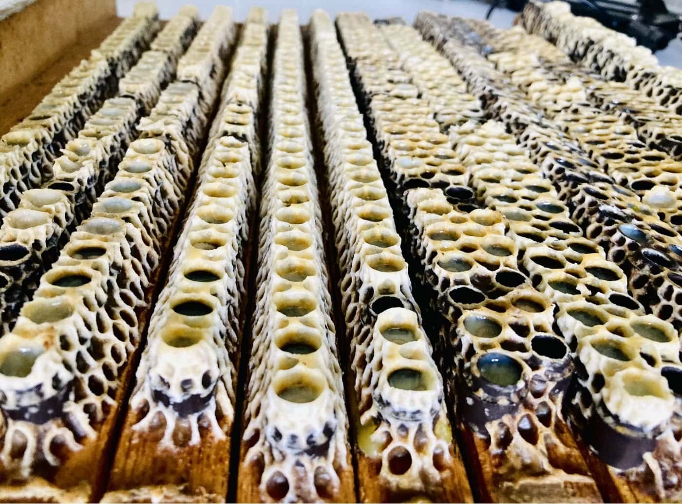 FINELLI pappa reale fresca