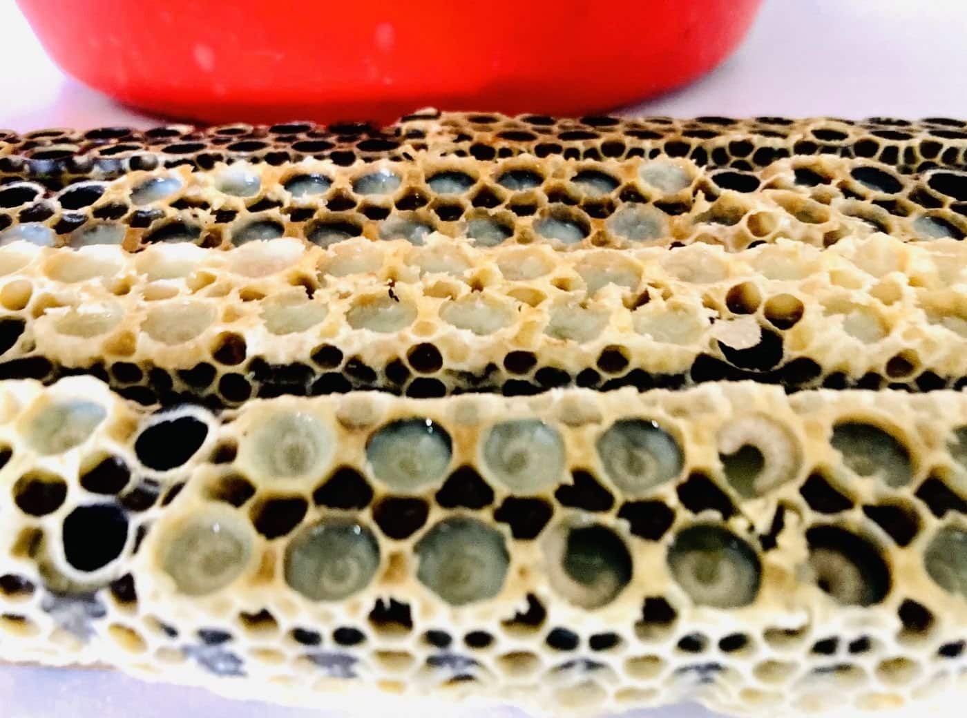 FINELLI raccolta pappa reale