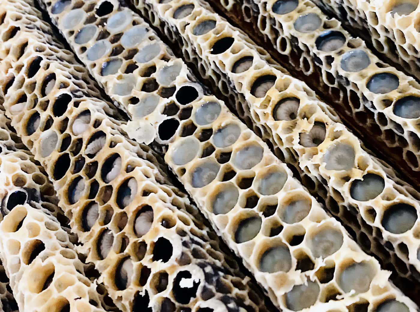 FINELLI pappa reale laboratorio